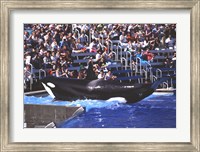 Killer Whale Sea World San Diego California USA Fine Art Print