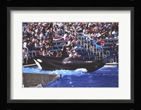 Killer Whale Sea World San Diego California USA Fine Art Print