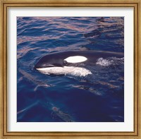 Killer Whale Swimming Fine Art Print