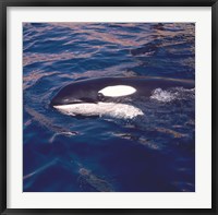 Killer Whale Swimming Fine Art Print