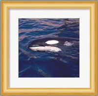 Killer Whale Swimming Fine Art Print