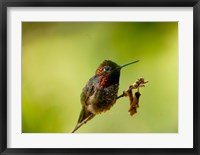 Close-up of a Hummingbird perching on a branch Fine Art Print