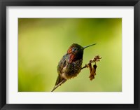 Close-up of a Hummingbird perching on a branch Fine Art Print