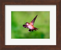 Close-up of a Rufous hummingbird flying Fine Art Print