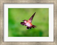 Close-up of a Rufous hummingbird flying Fine Art Print