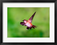 Close-up of a Rufous hummingbird flying Fine Art Print