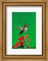 Broad-Tailed hummingbird hovering over flowers, Arizona, USA Fine Art Print