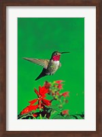 Broad-Tailed hummingbird hovering over flowers, Arizona, USA Fine Art Print