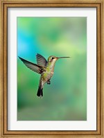 Close-up of a Broad-Billed hummingbird, Arizona, USA Fine Art Print