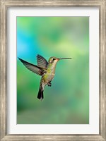 Close-up of a Broad-Billed hummingbird, Arizona, USA Fine Art Print