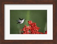 Ruby-Throated Hummingbird Fine Art Print
