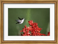 Ruby-Throated Hummingbird Fine Art Print