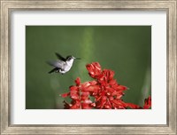 Ruby-Throated Hummingbird Fine Art Print