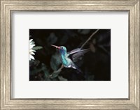 Broad Billed Hummingbird Fine Art Print
