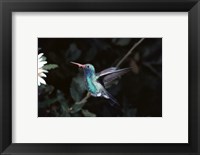 Broad Billed Hummingbird Fine Art Print
