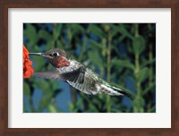 Anna's hummingbird pollinating a flower Fine Art Print