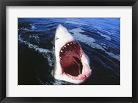 Great White Shark with its mouth open Fine Art Print