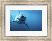 Great White Shark Swimming Fine Art Print