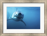 Great White Shark Swimming Fine Art Print