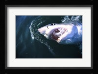 Great White Shark Eating Fine Art Print