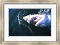 Great White Shark Eating Fine Art Print