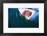 Great White Shark Biting Fine Art Print