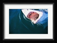 Great White Shark Biting Fine Art Print