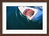 Great White Shark Biting Fine Art Print
