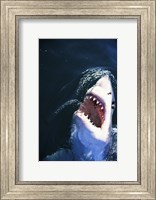 Great White Shark with its mouth open Fine Art Print