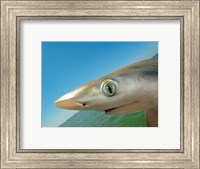 Close-up of an Atlantic Sharpnose Shark, Gulf Of Mexico, Florida, USA Fine Art Print