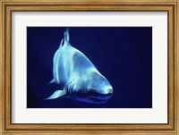 Shark Great White Fine Art Print