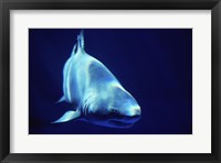 Shark Great White Fine Art Print