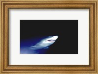 Ragged-tooth Shark Fine Art Print