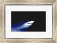 Ragged-tooth Shark Fine Art Print