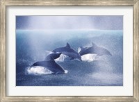 Dolphins Fine Art Print