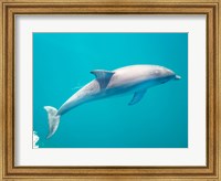 Side profile of a dolphin underwater Fine Art Print