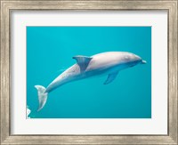 Side profile of a dolphin underwater Fine Art Print