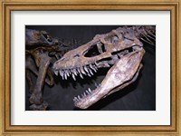 Albertosaurus, Royal Tyrrell Museum, Drumheller, Alberta, Canada Fine Art Print