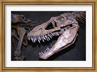 Albertosaurus, Royal Tyrrell Museum, Drumheller, Alberta, Canada Fine Art Print