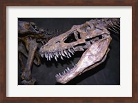 Albertosaurus, Royal Tyrrell Museum, Drumheller, Alberta, Canada Fine Art Print