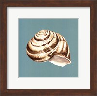 Shell on Aqua I Fine Art Print