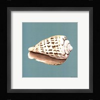 Shell on Aqua II Fine Art Print