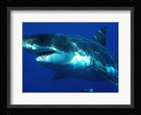 Greatwhite Fine Art Print