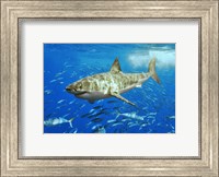 White Shark Fine Art Print