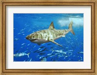 White Shark Fine Art Print