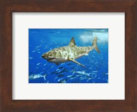 White Shark Fine Art Print