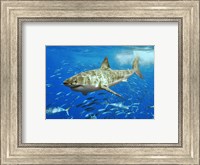 White Shark Fine Art Print