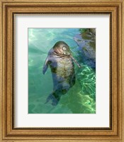 Hawaiian Monk Seal Fine Art Print