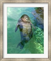 Hawaiian Monk Seal Fine Art Print