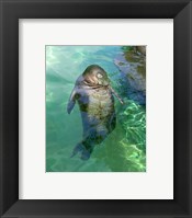 Hawaiian Monk Seal Fine Art Print